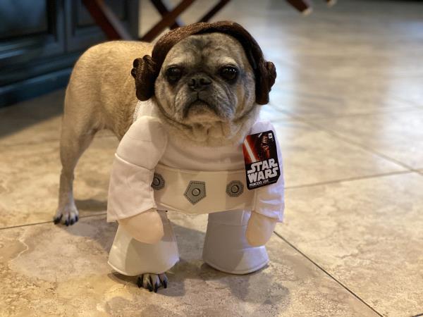 /images/uploads/pug nation rescue of los angeles/pugnation2021/entries/15024thumb.jpg